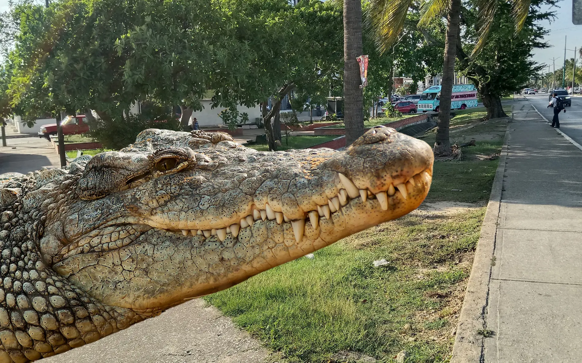 Capturan enorme cocodrilo frente a plaza comercial de Tampico Antonio Campos (1)